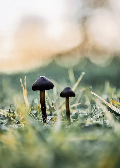 3-dages psilocybin-retreat for kvinder i Nederlandene