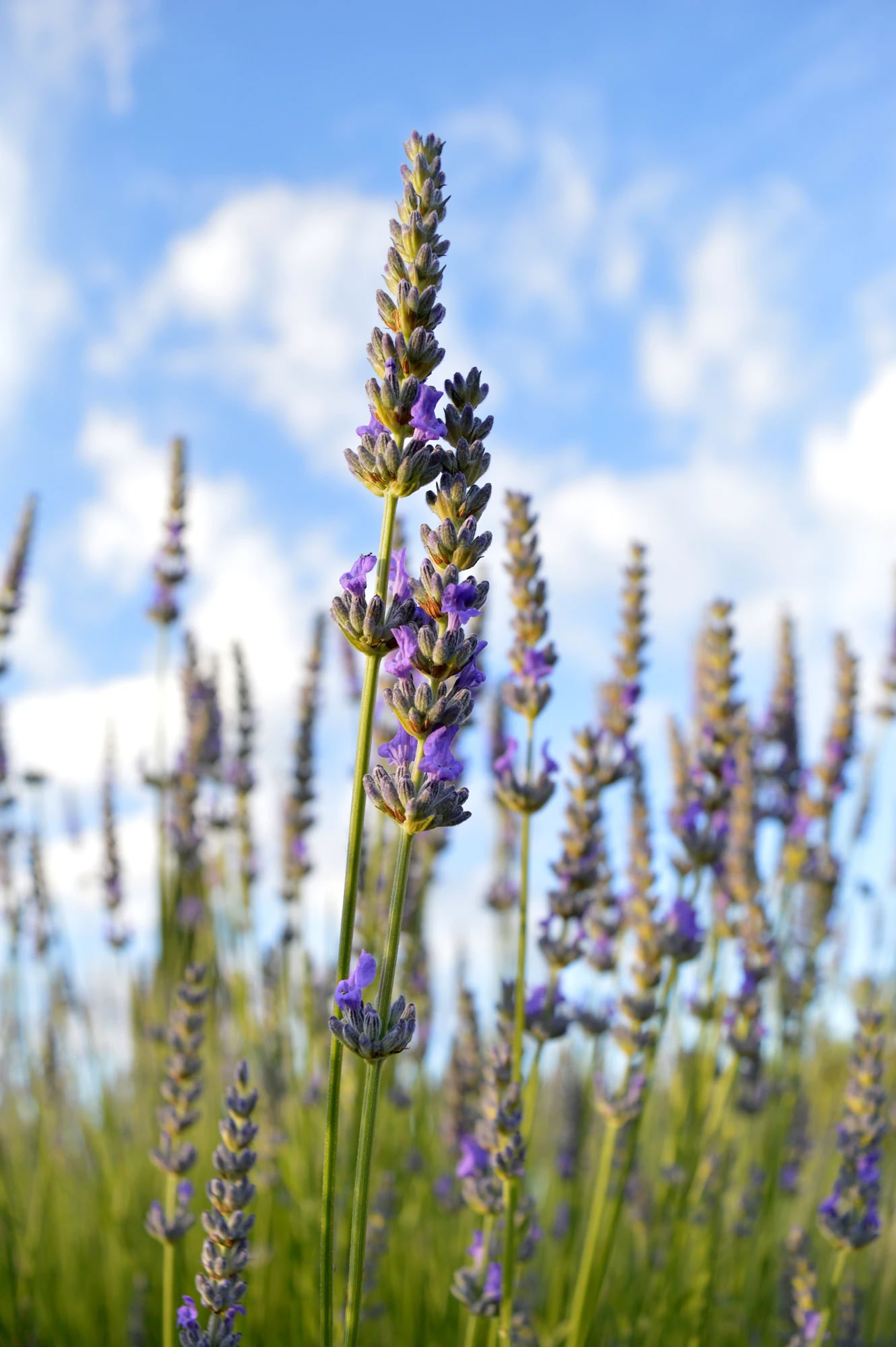 Yoga- og fitnessretreat i Toscana