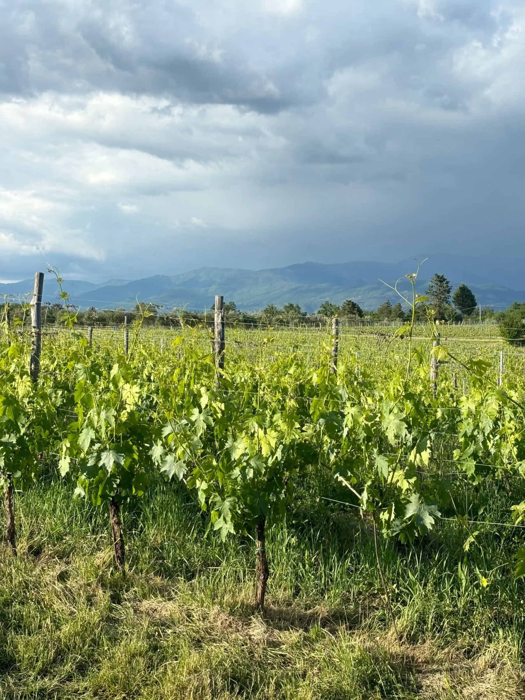 Yoga- og fitnessretreat i Toscana