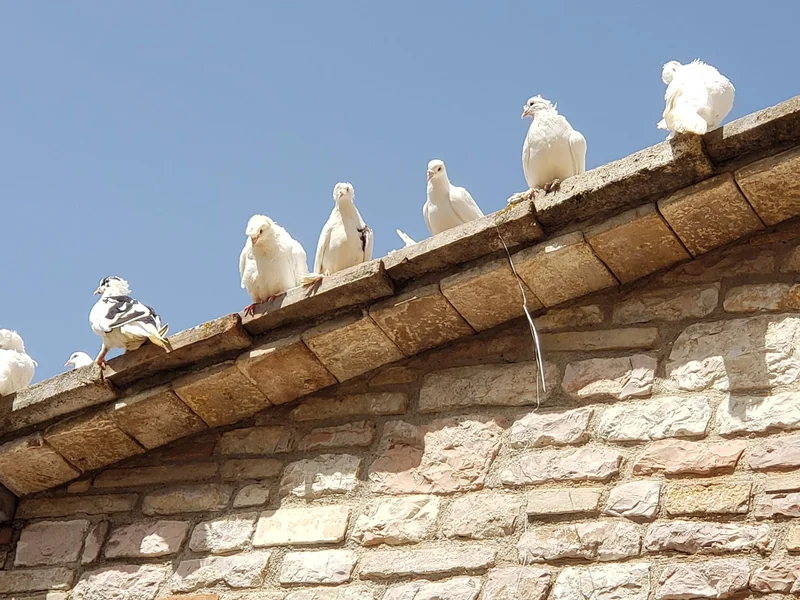 Meditationsretreat i Assisi