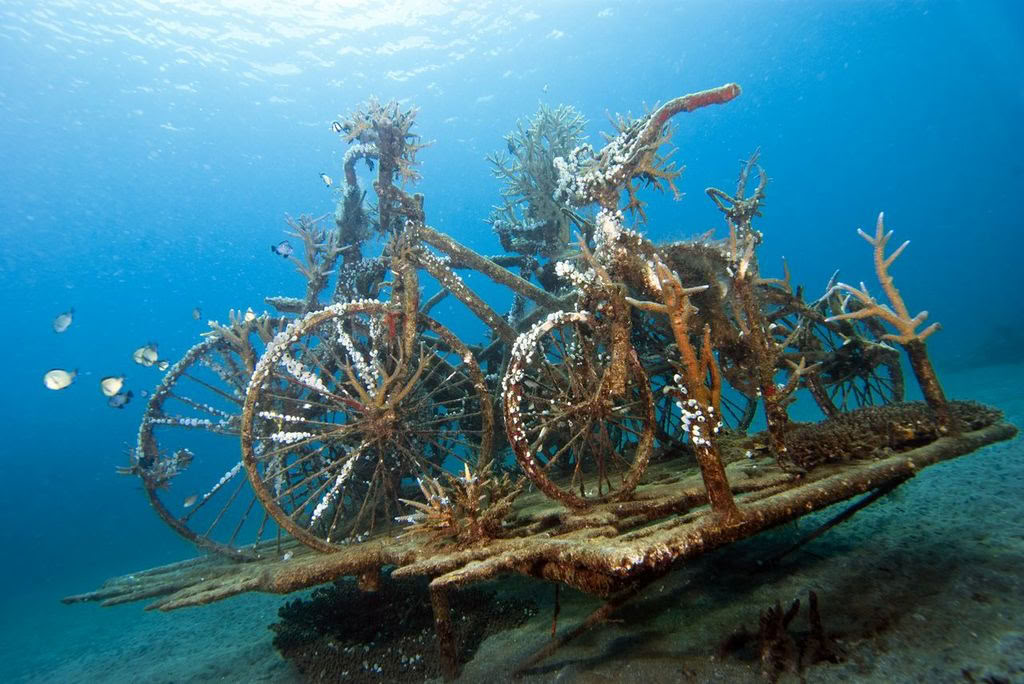 Introduktionsdyk ved Lovina Reef, 2 dyk