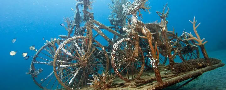 Introduktionsdyk ved Lovina Reef, 2 dyk