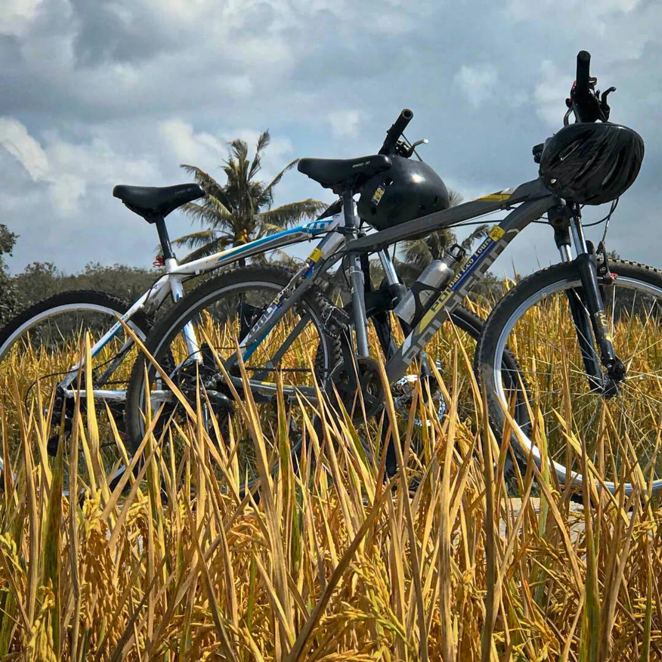 Kulturel cykeltur i naturen