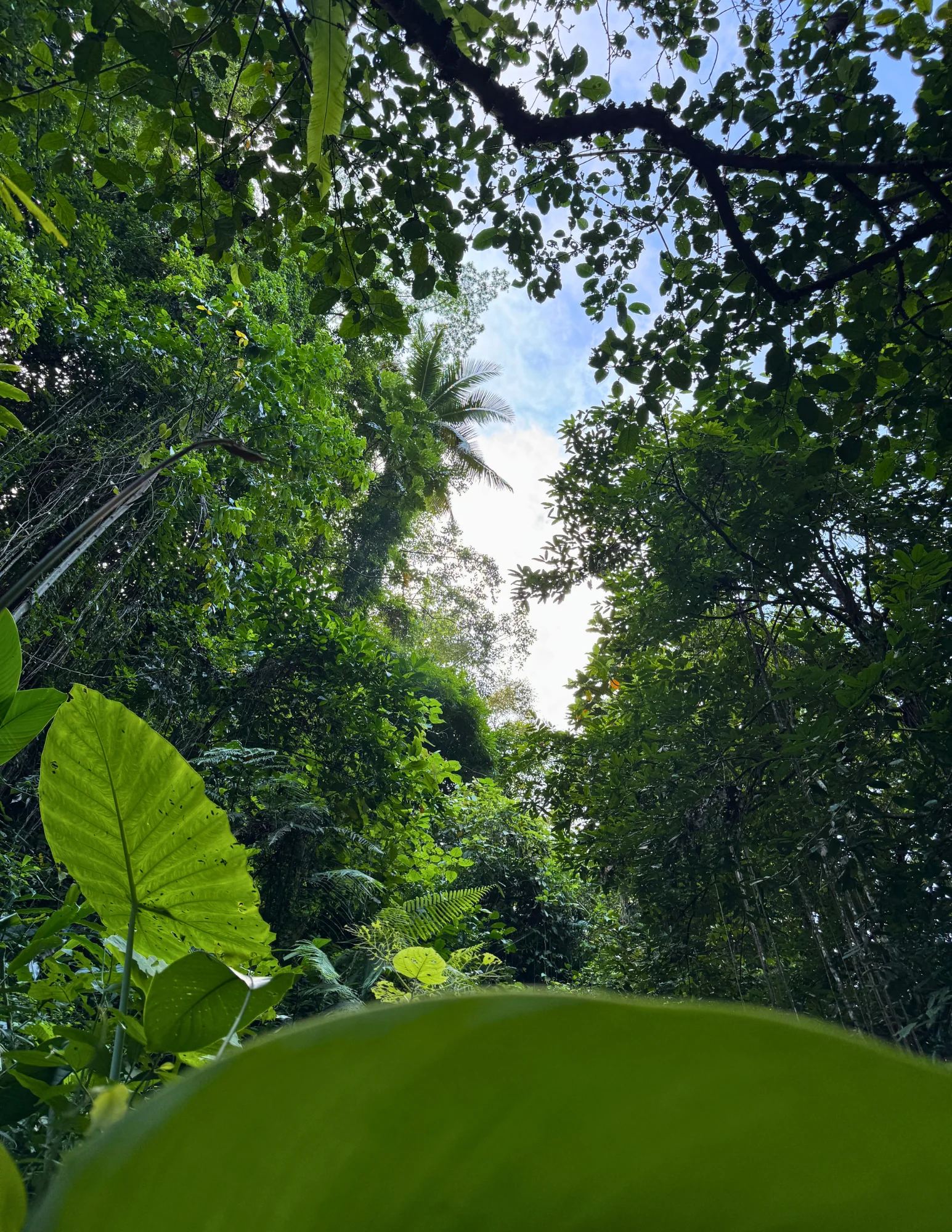 Fra junglestier til indre ro