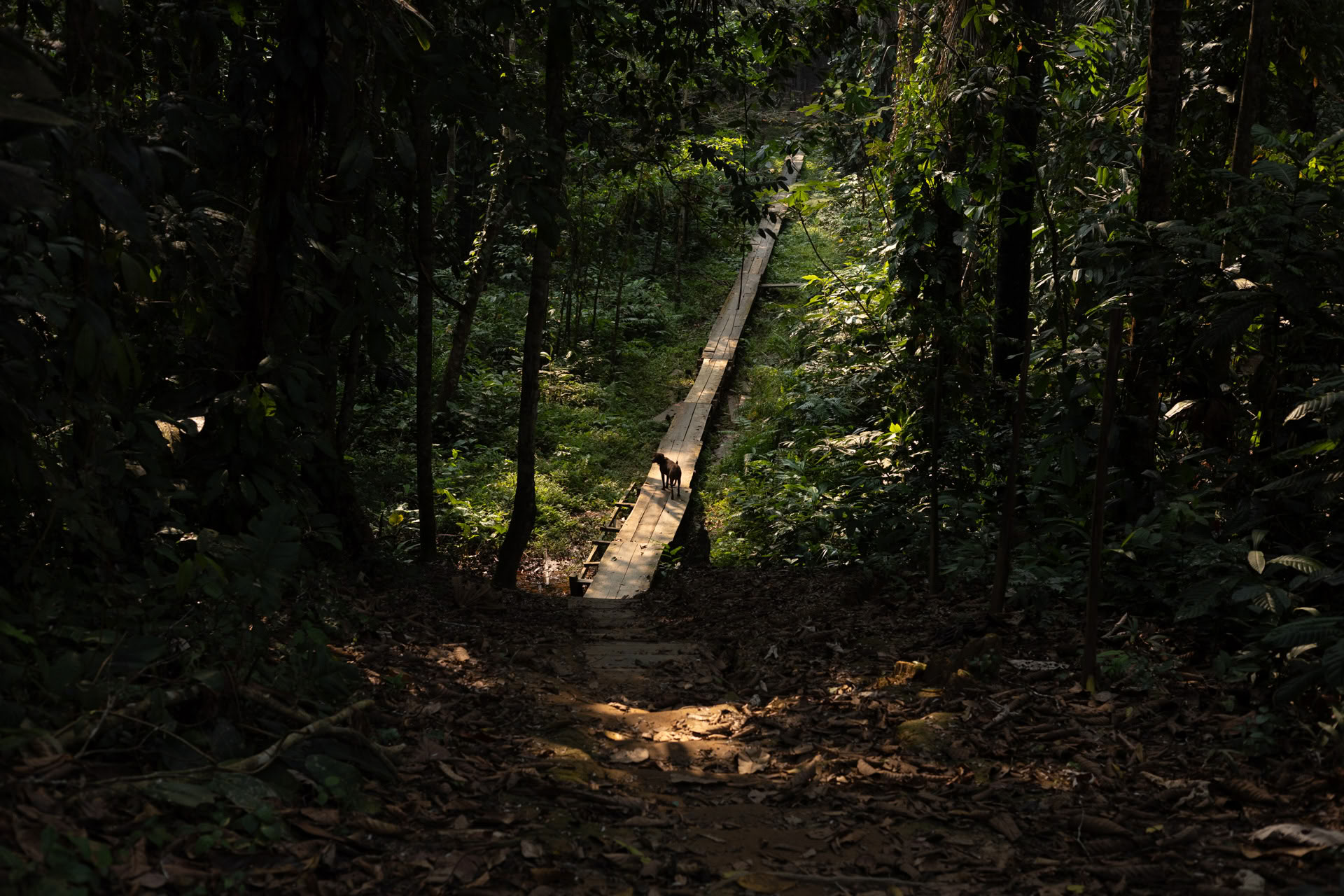 Åbent ayahuasca-retreat hos Psychonauta Tribe