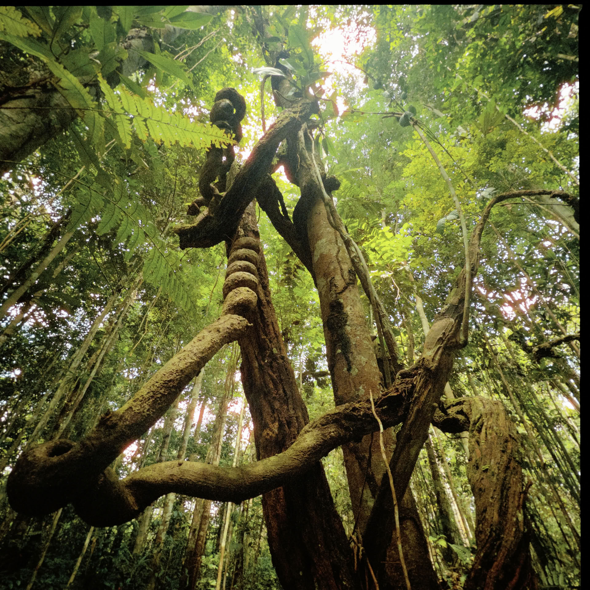 Åbent Ayahuasca-retreat