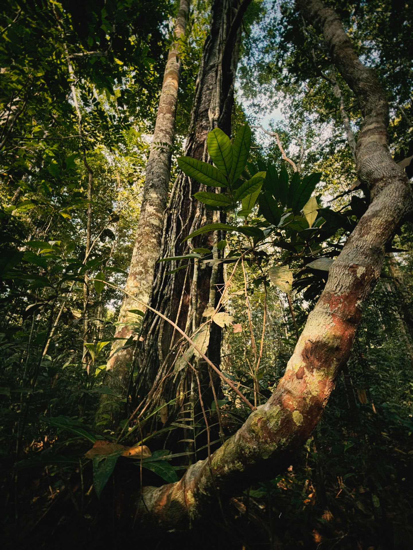 Åbent Ayahuasca-retreat
