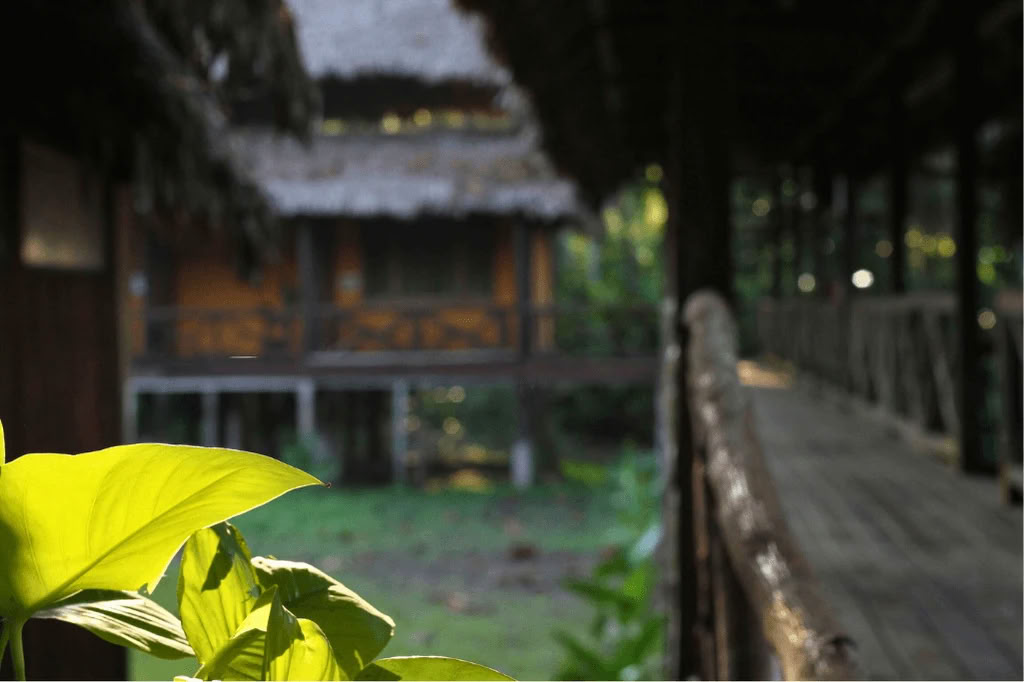 Amazon - Blue Morpho Lodge 3 ayahuasca & 1 San Pedro