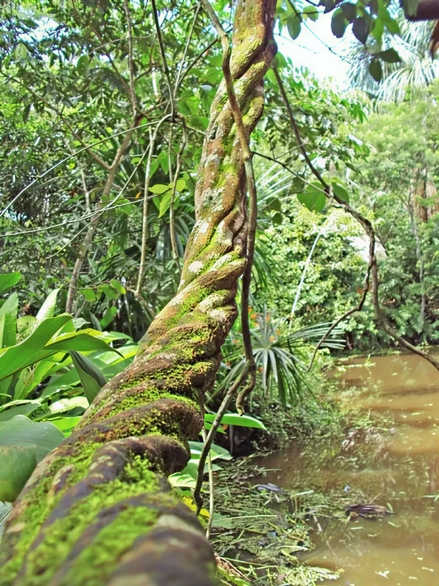 Shipibo Ayahuasca-retreat