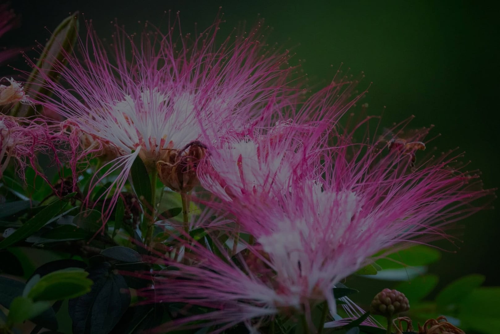Ayahuasca-healingretreat + 5-dages integrationsretreat
