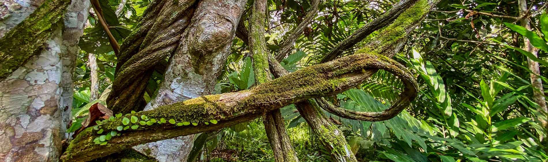 Ayahuasca-healingretreat + 5-dages integrationsretreat