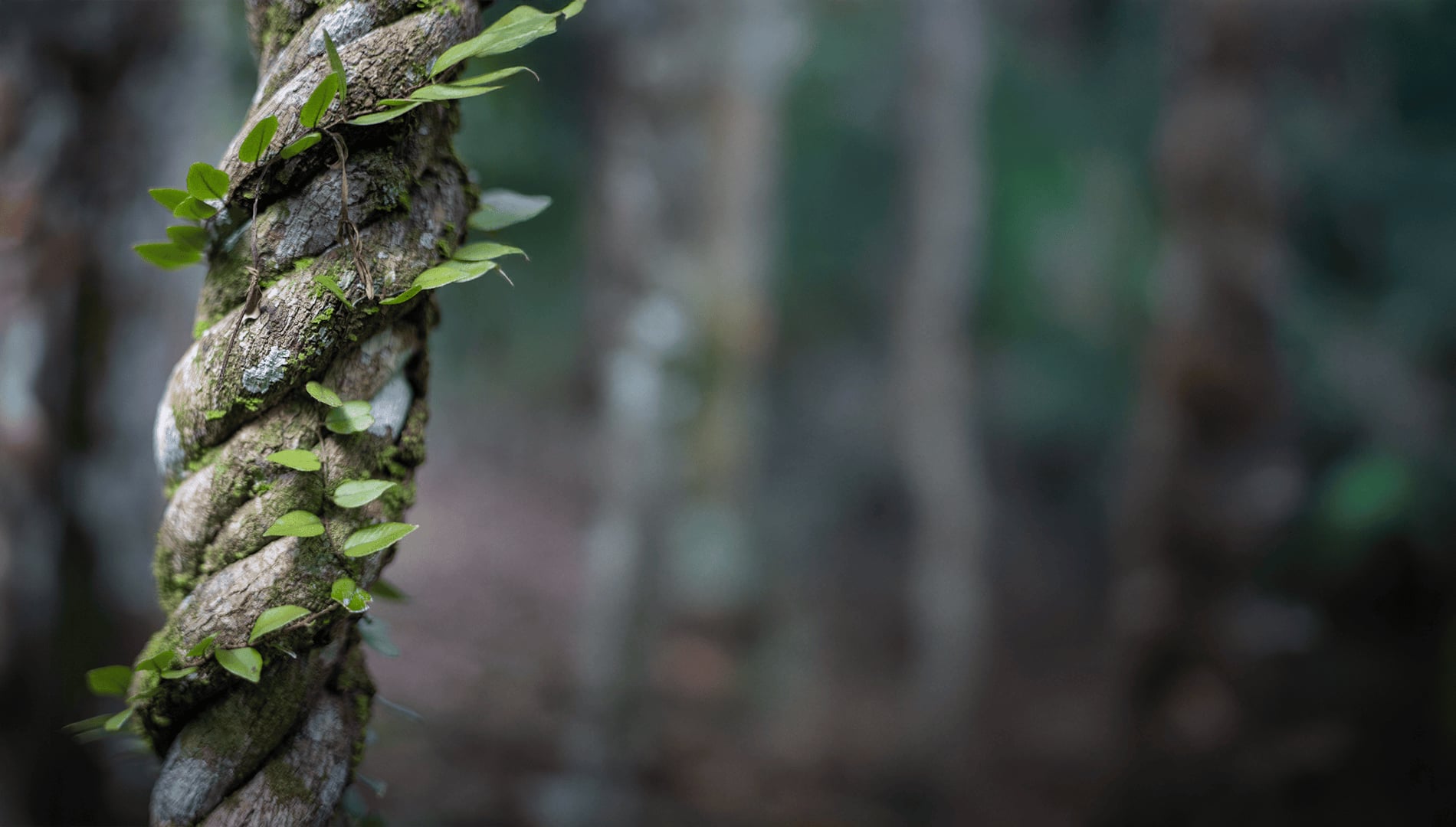 Ayahuasca-healingretreat + 5-dages integrationsretreat
