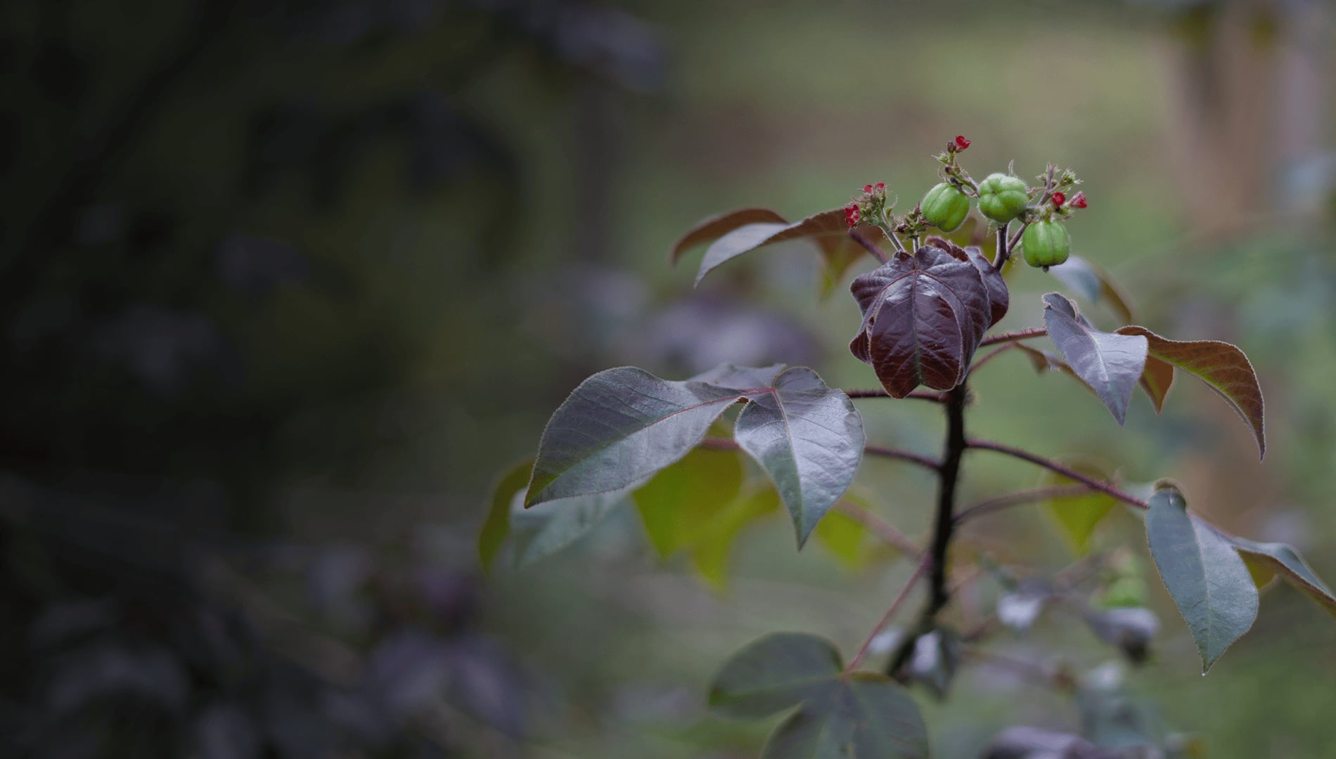 Ayahuasca-healingretreat + 5-dages integrationsretreat