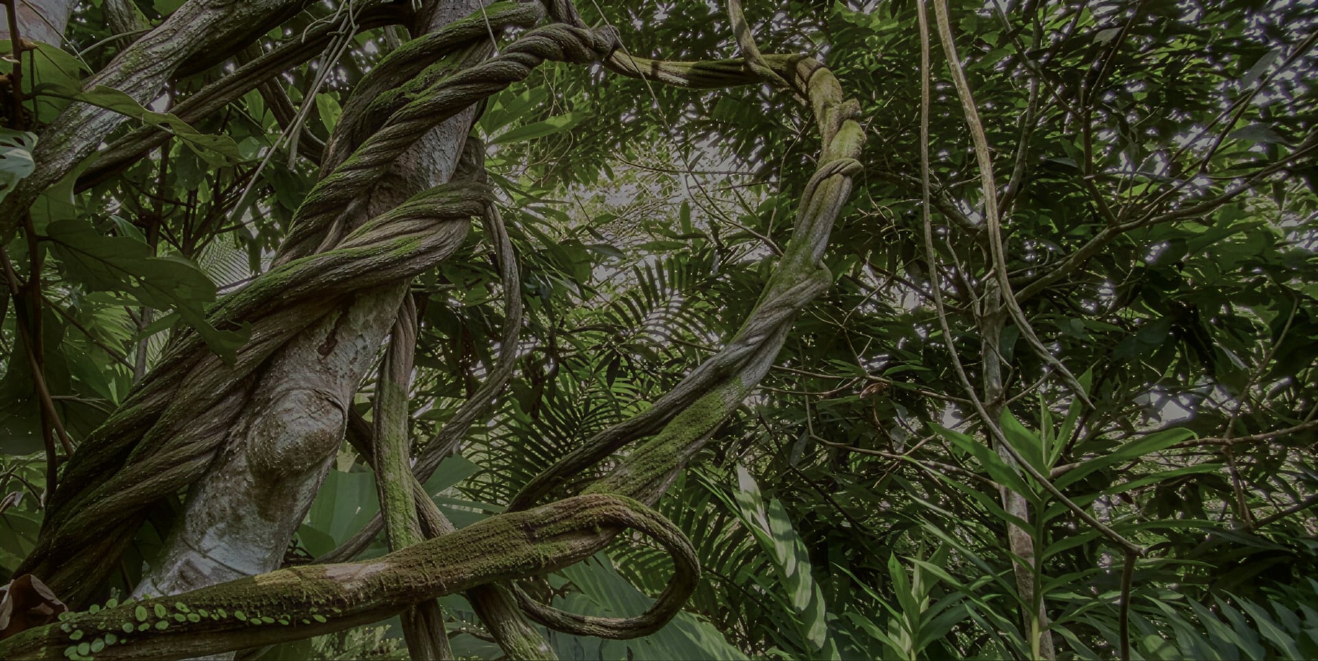 Ayahuasca-healingretreat + 5-dages integrationsretreat