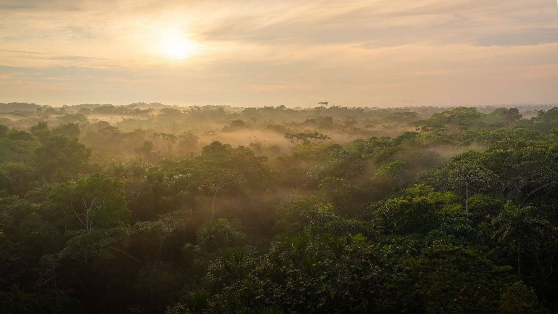 Ayahuasca-healingretreat + 5-dages integrationsretreat