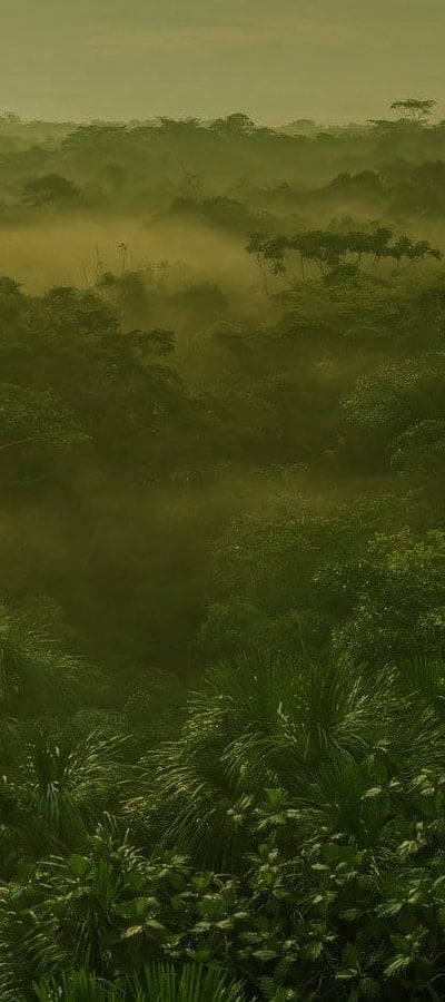 Ayahuasca-retreat for sundhedsprofessionelle 2026