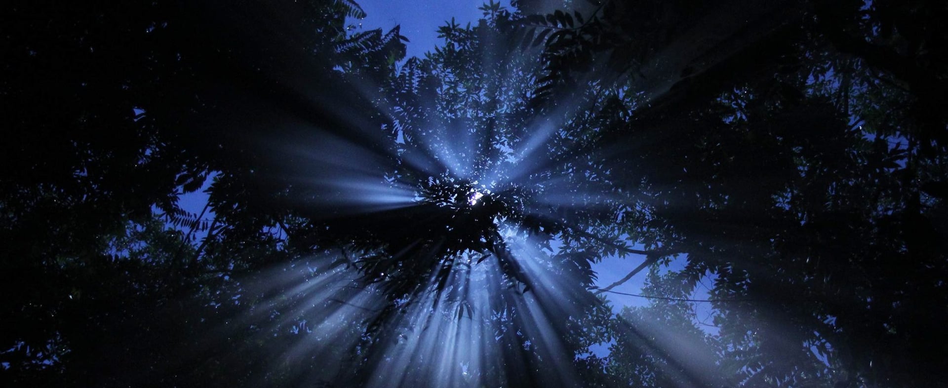 Ayahuasca-retreat for sundhedsprofessionelle 2026