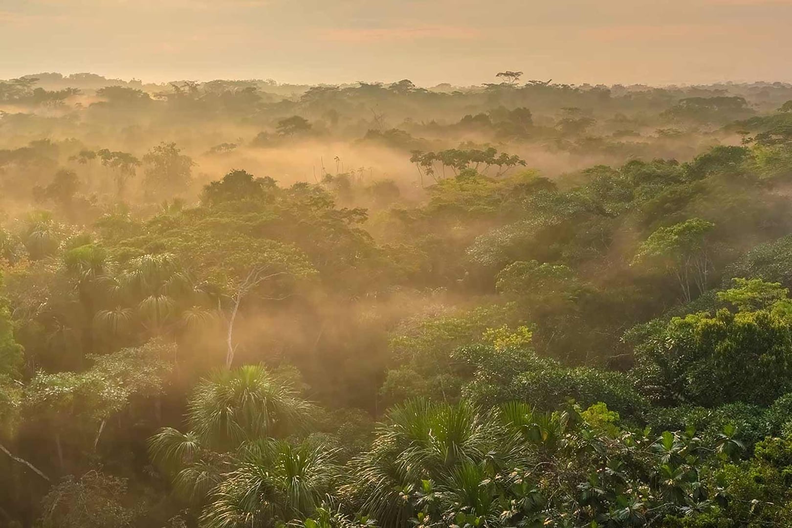 Ayahuasca-retreat for sundhedsprofessionelle 2026