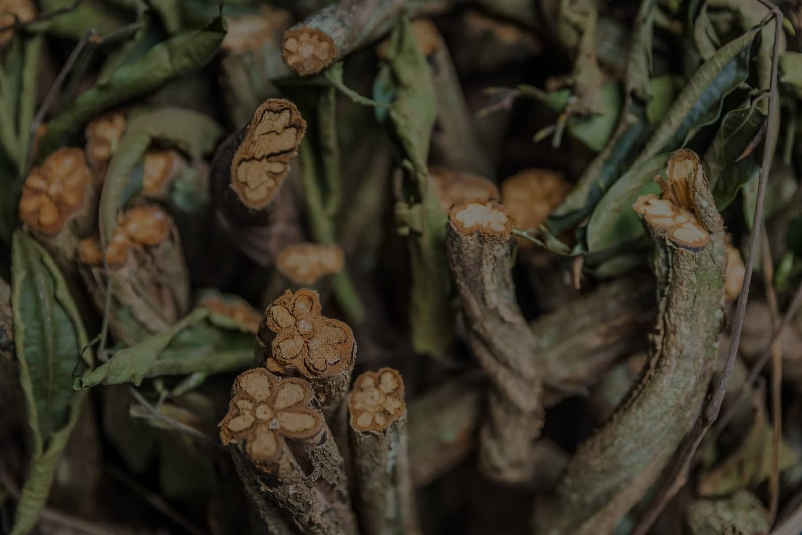 Ayahuasca-retreat for sundhedsprofessionelle 2026