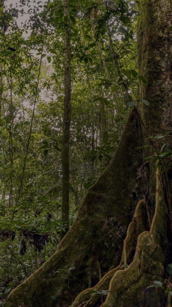 Ayahuasca-retreat for sundhedsprofessionelle 2026