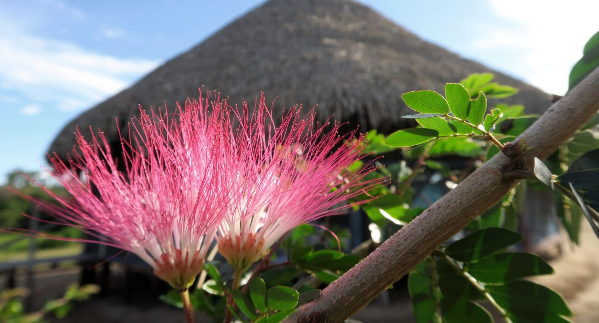 Traditionelle plantedietter hos Shipibo Rao