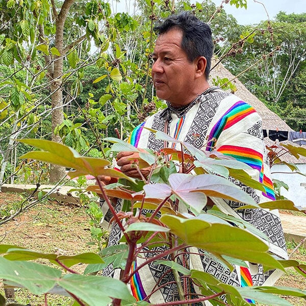 8-ugers ayahuasca-introduktionskursus