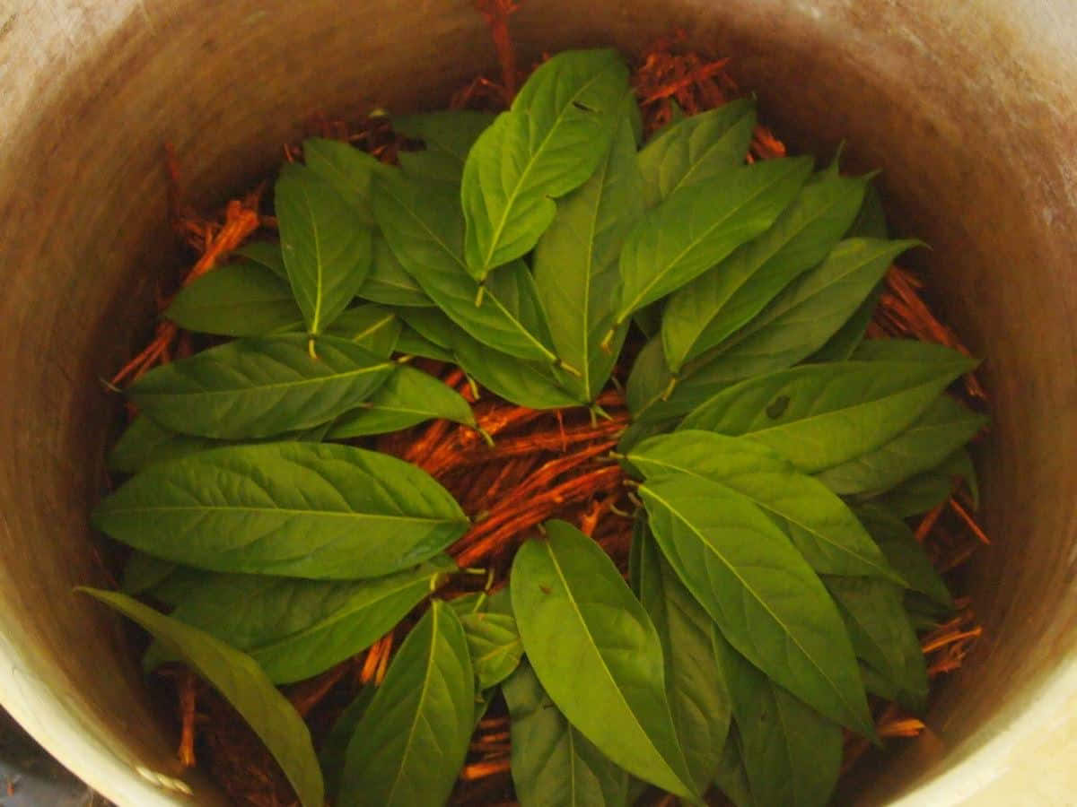 5-dages ayahuasca-retreat i Ecuador
