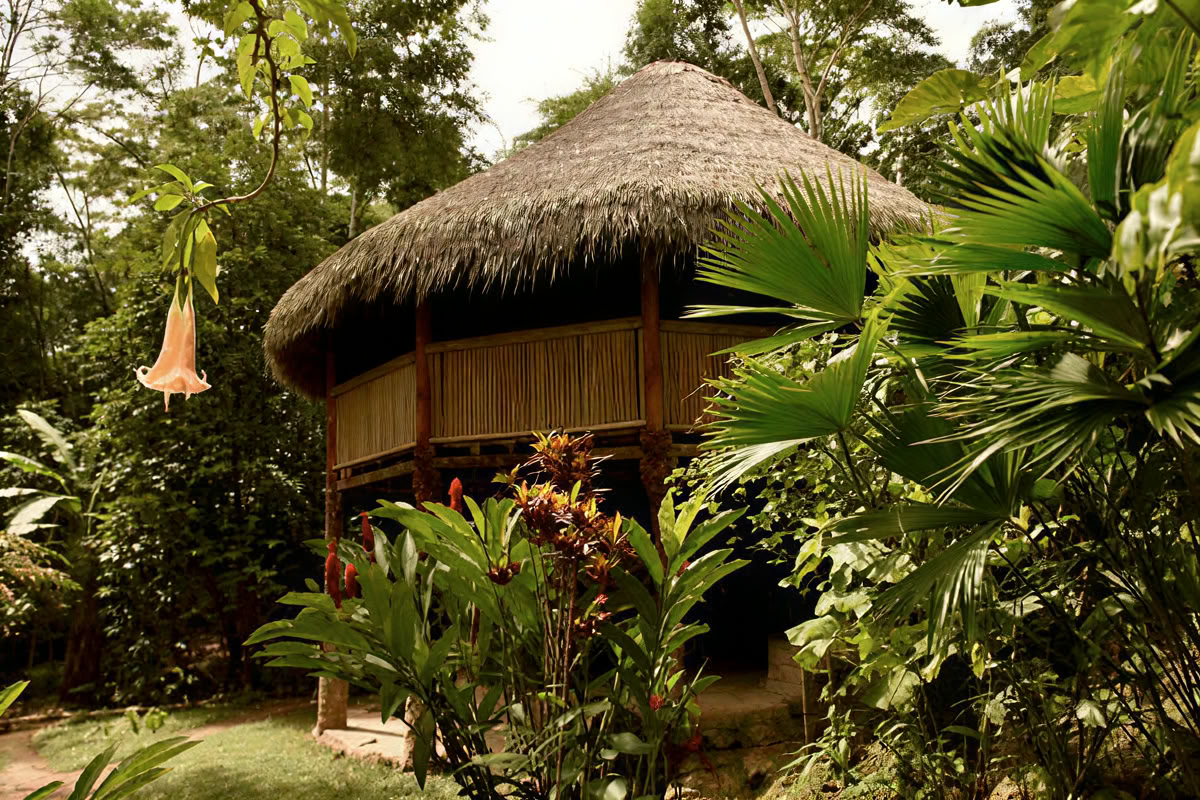 30 dage – Ayahuasca & mesterplante-dieta