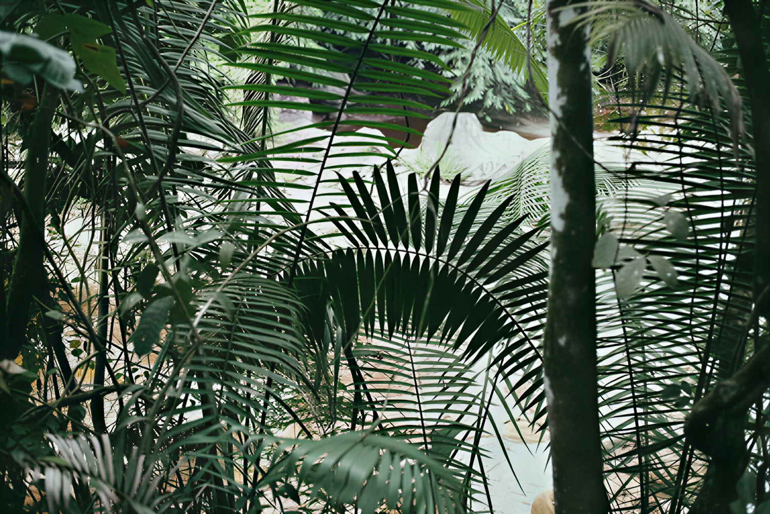 10-dages ayahuasca- og yoga-retreat