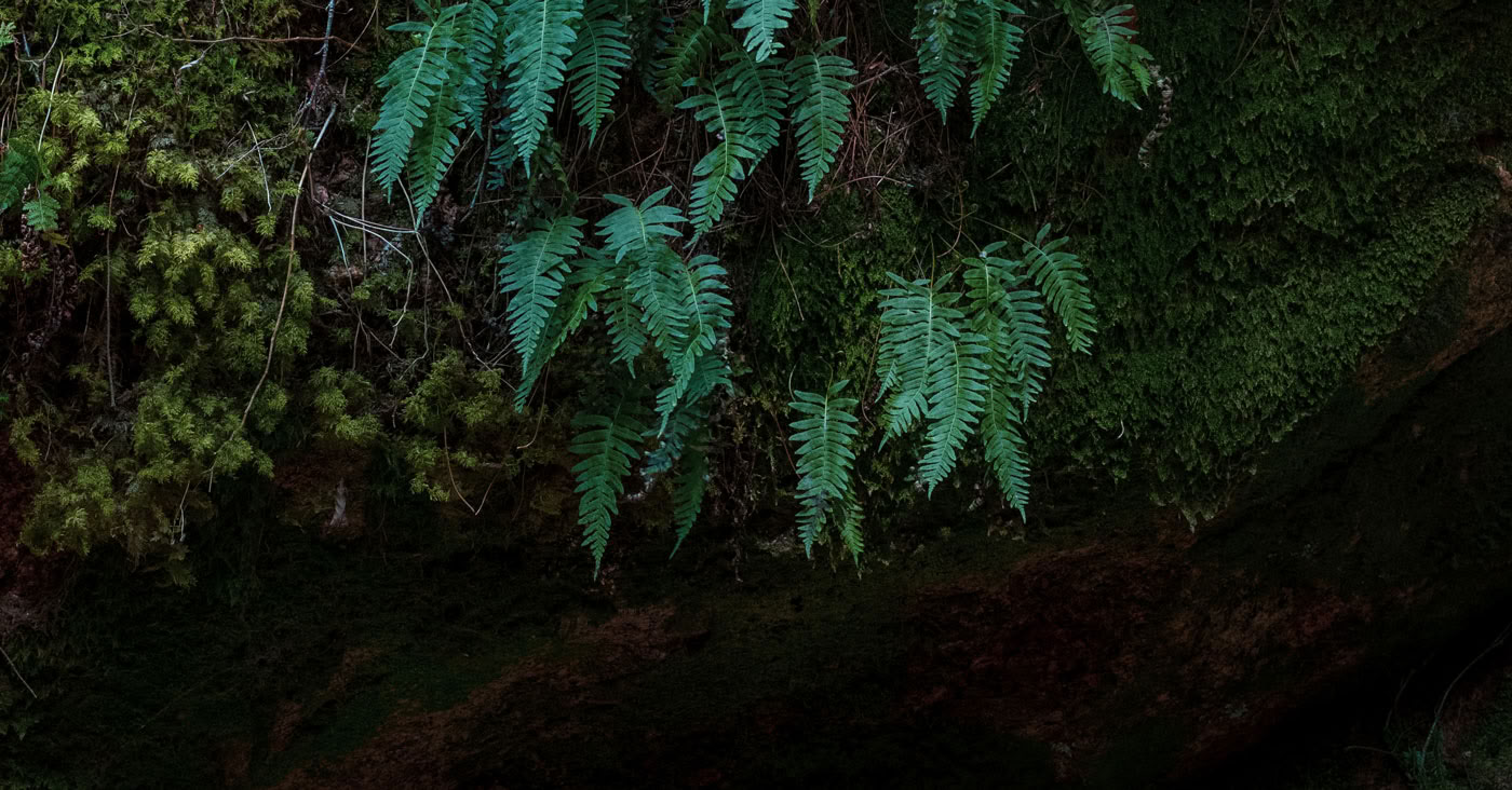 InwardBound Privat Psilocybin-retreat: 4 dage, 2 psilocybin-sessioner – Holland/Costa Rica