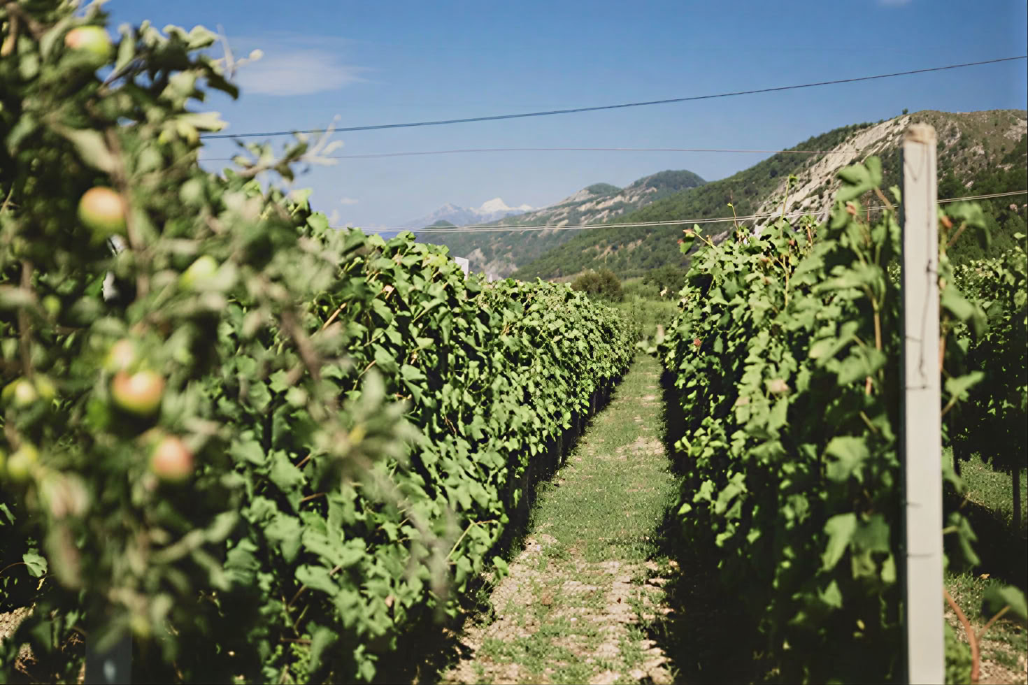 Vintur ad Montenegro-vinruten