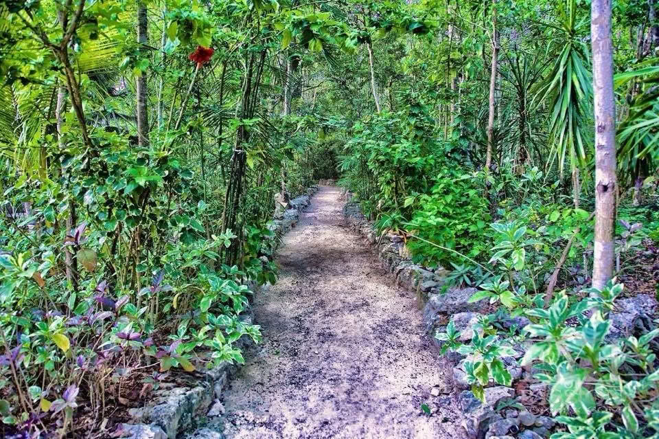 Ayahuasca-retreat i Mexico