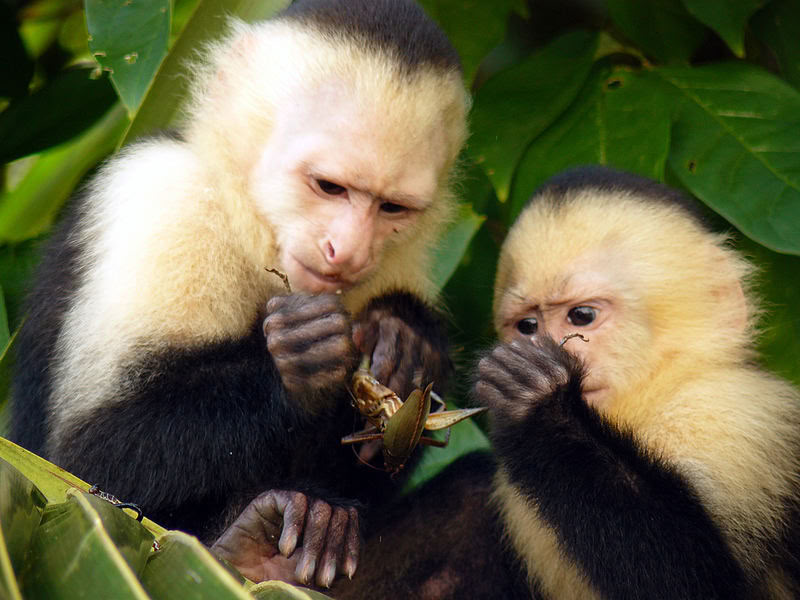 Dagsudflugt til Manuel Antonio (en dagsudflugt fra San Jose)