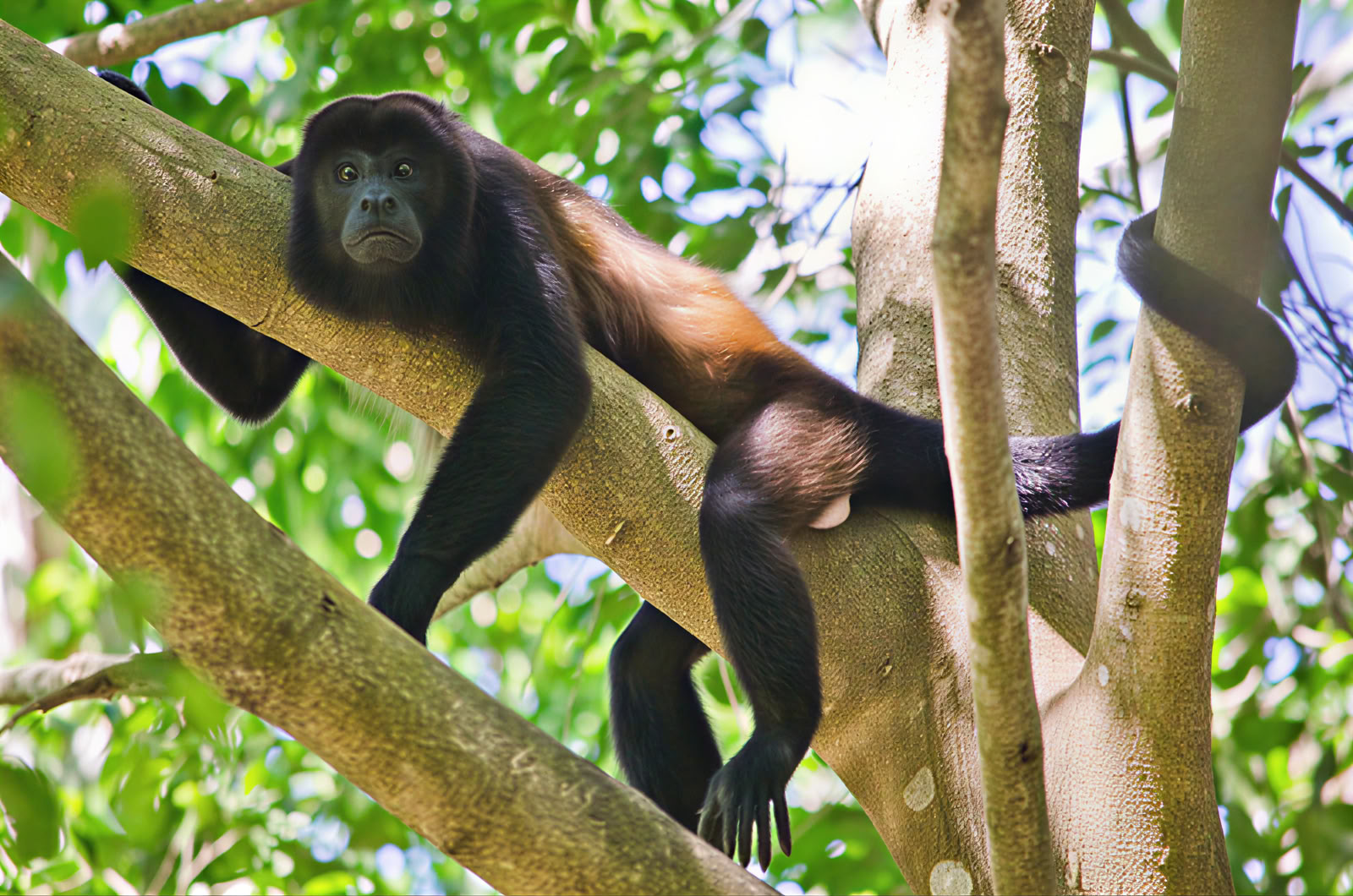 Dagsudflugt til Manuel Antonio (en dagsudflugt fra San Jose)