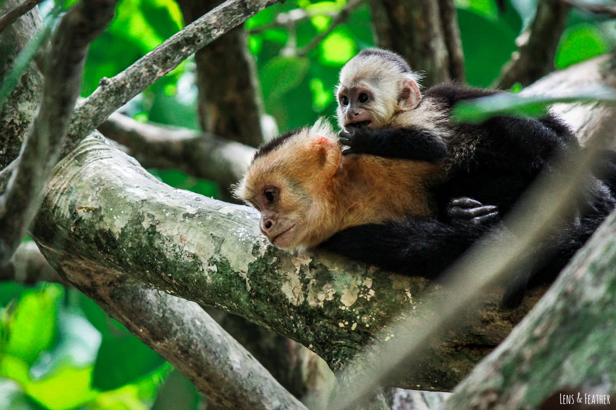 Dagsudflugt til Manuel Antonio (en dagsudflugt fra San Jose)