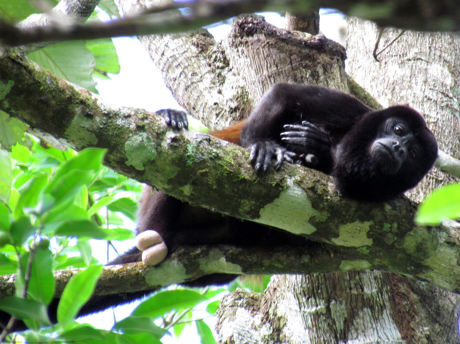 Dagsudflugt til Manuel Antonio (en dagsudflugt fra San Jose)