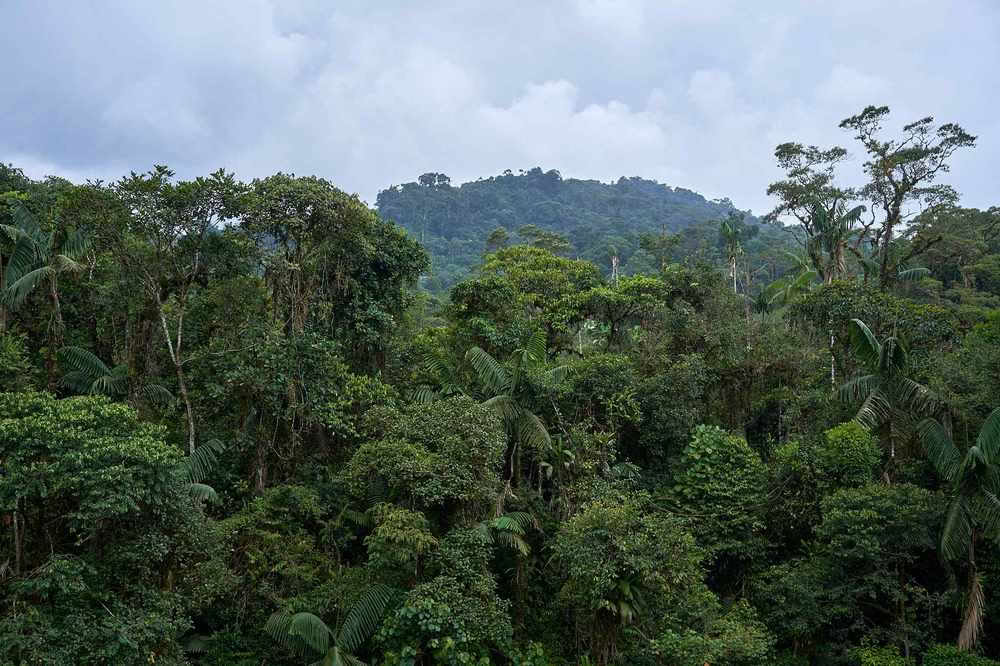 Ayahuasca-initieringsretreat: 7 og 14 dage – 10.-31. januar 2027