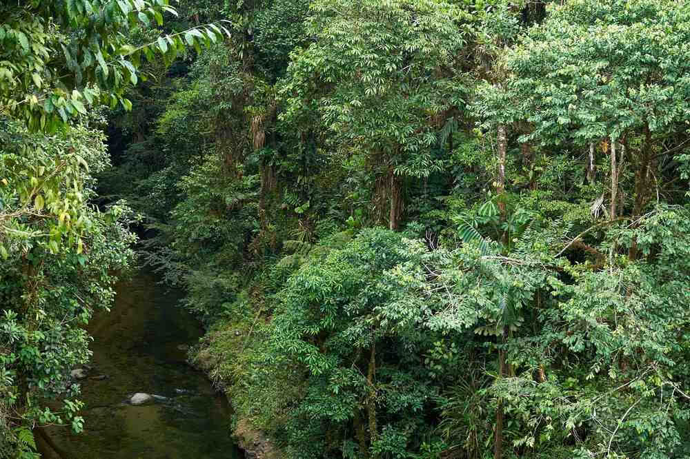 Ayahuasca-indvielsesretreat: 7 og 14 dage – 3.-24. februar 2027