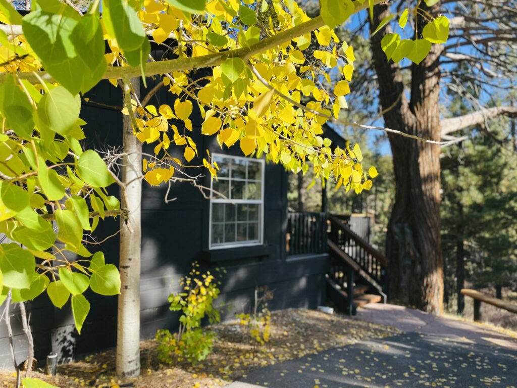 At dyrke venlighed – efterårsretreat: En kvinderejse gennem mindfulness, selvmedfølelse, skrivning og bevægelse