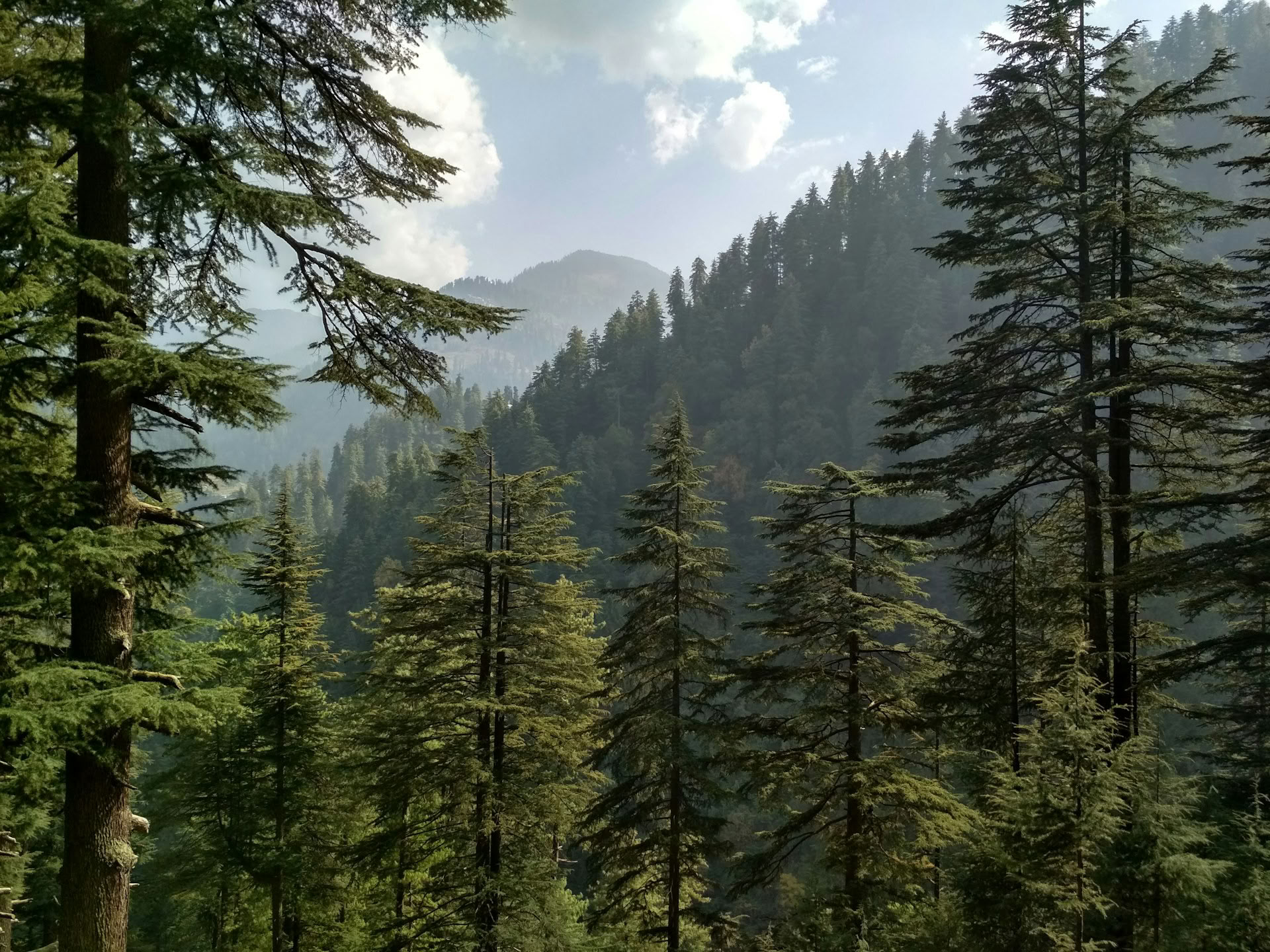 Skovstier til skjulte landsbyer: Sojha, Tirthan og Sonaugi Himalaya-retreat