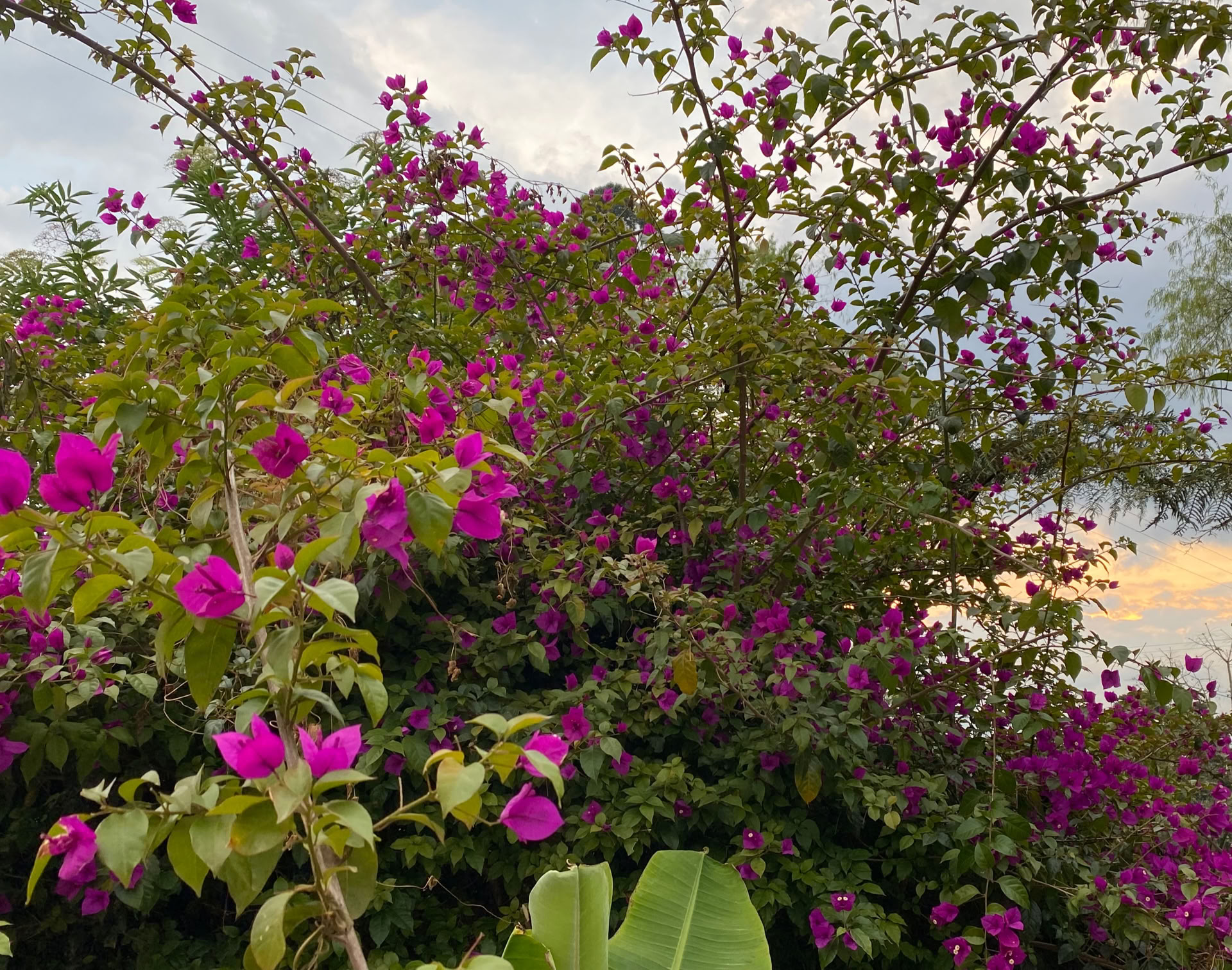 Hellig Ayahuasca-retreat i Santa Marta, Colombia
