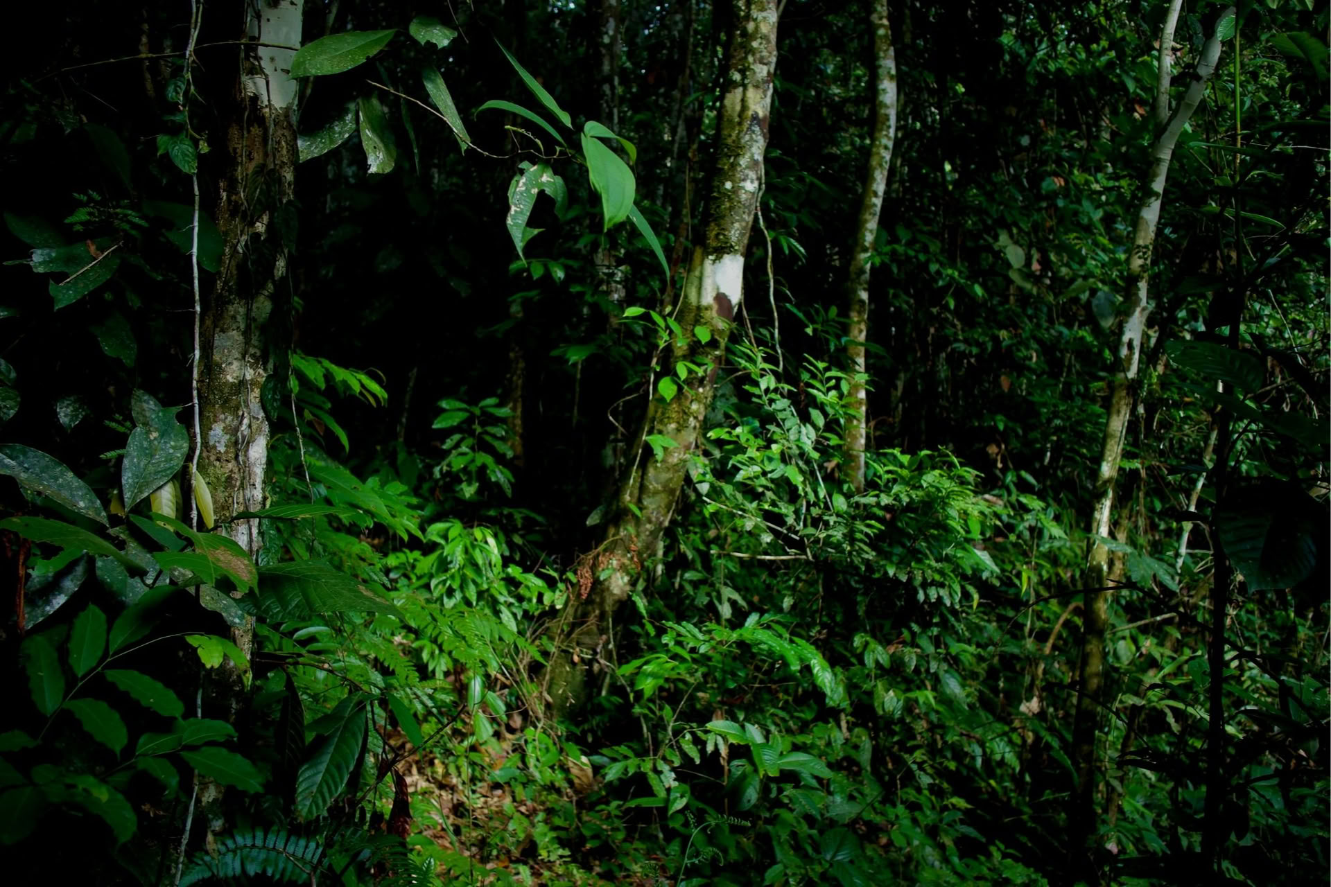 Privat jungleoplevelse