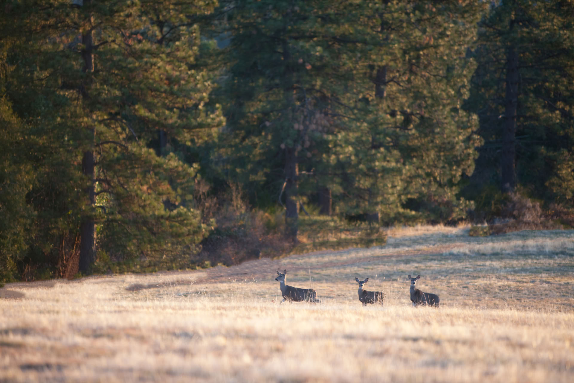 Det Udvidende Lys Retreat