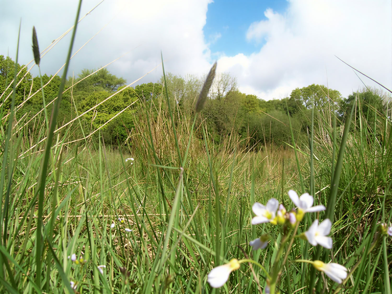 Ro og stilhed: Vipassana-retreat