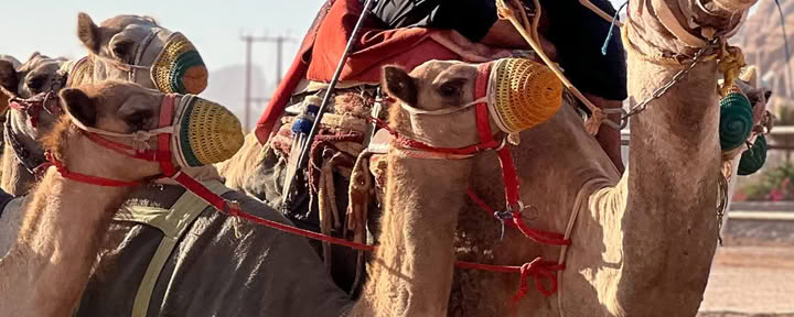 Ørkeneventyr i Wadi Rum, Jordan