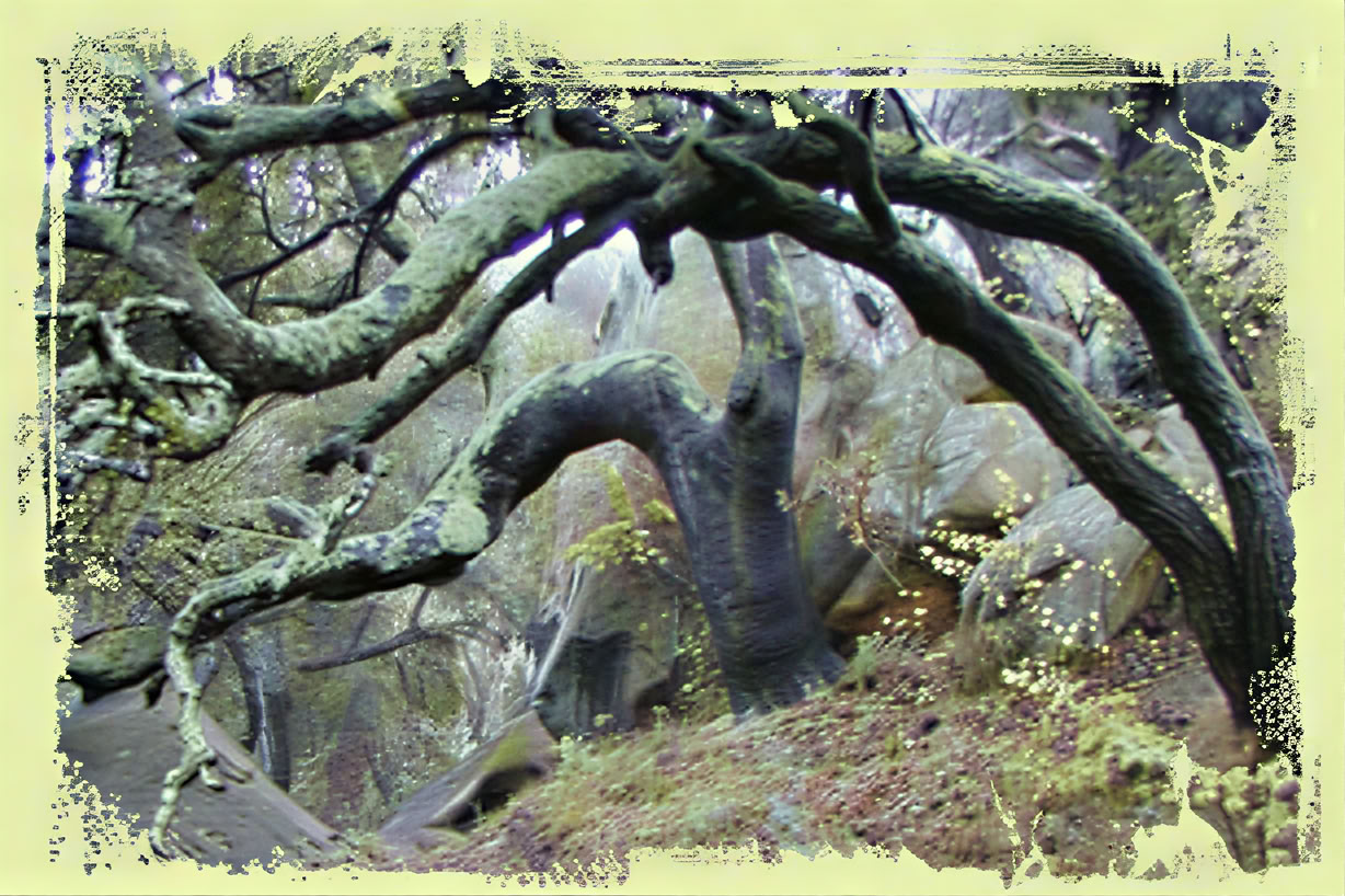 Sanctuary - Personligt meditationsretreat