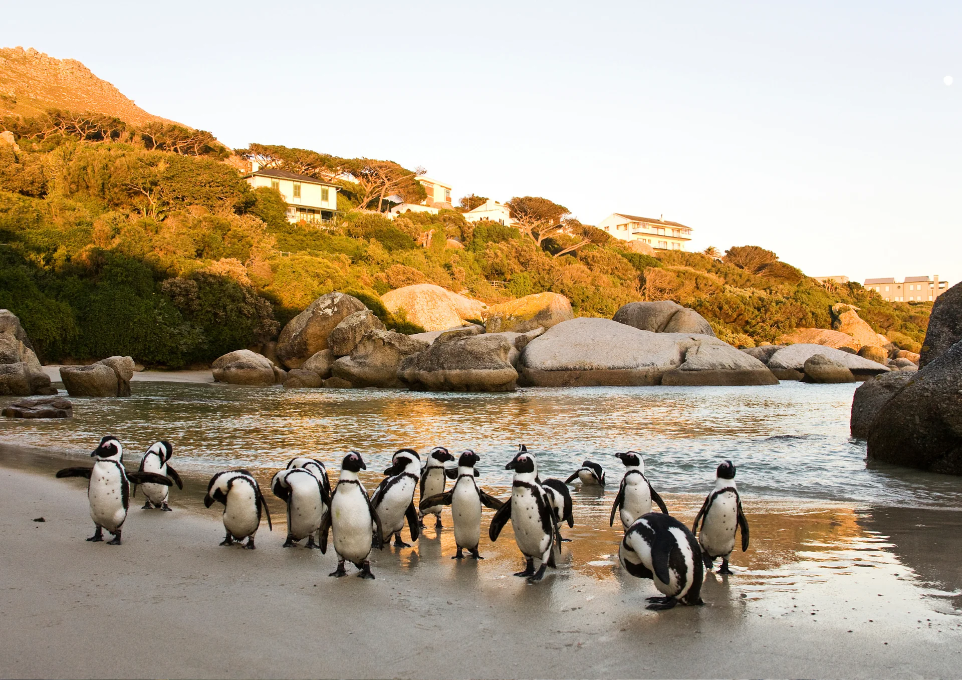 SUP-safari i Cape Town