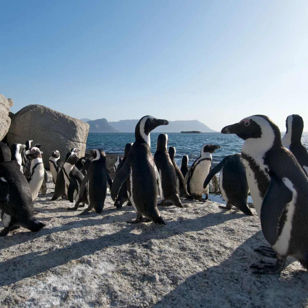 SUP-safari i Cape Town