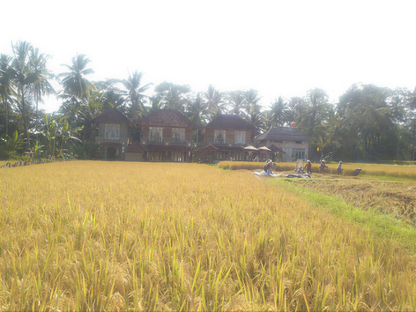 Uforglemmeligt 7-dages yoga-retreat på Firefly Retreat Bali