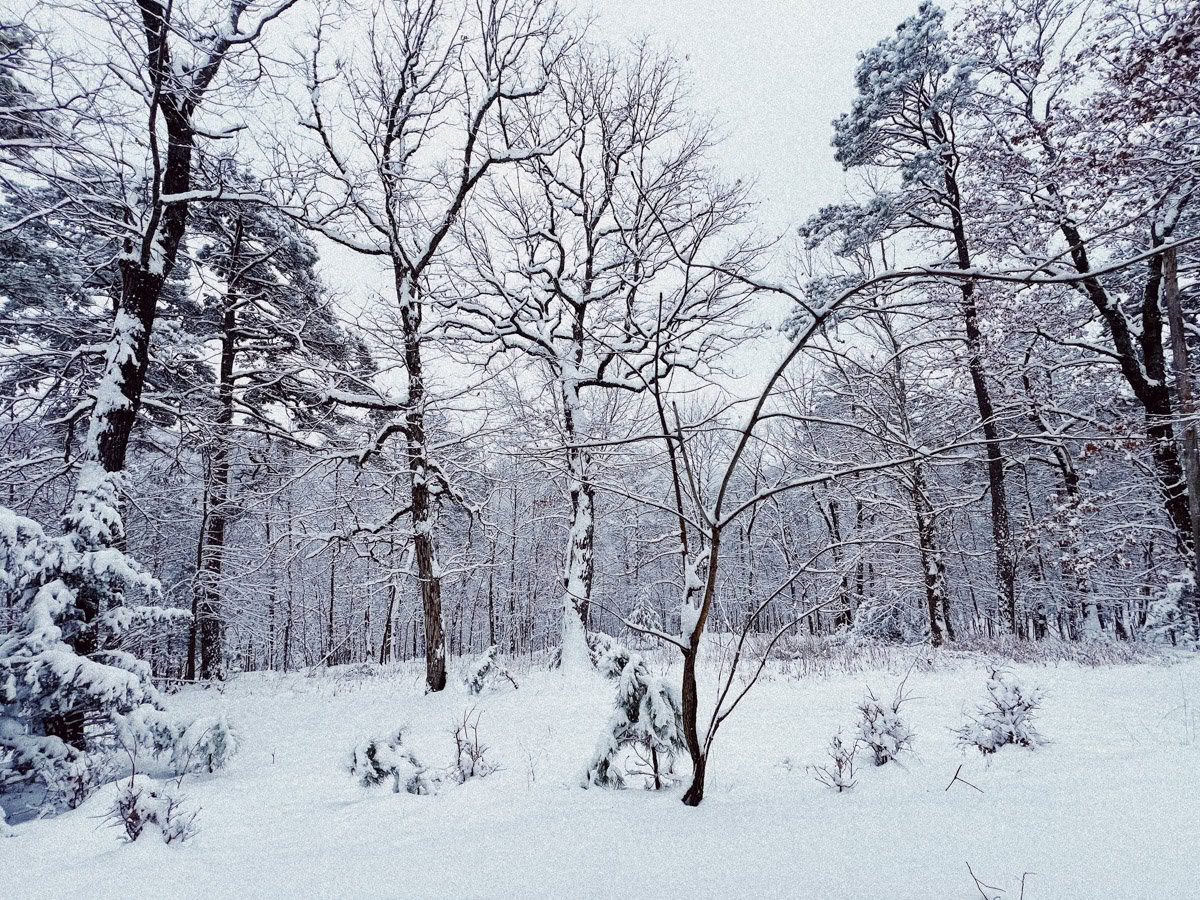 ForREST Retreat: Vinterhi-weekend — Wild Nature Retreats